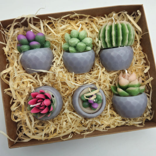 Evolve 6 Mini Succulent Candles - Grey Pots - Lemon Grass