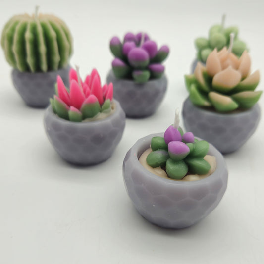 Evolve 6 Mini Succulent Candles - Grey Pots - Lemon Grass