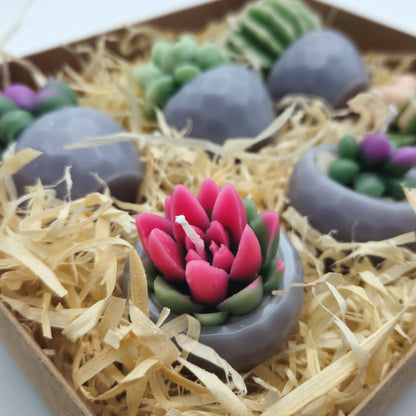 Evolve 6 Mini Succulent Candles - Grey Pots - Lemon Grass