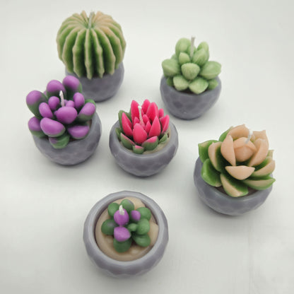 Evolve 6 Mini Succulent Candles - Grey Pots - Lemon Grass