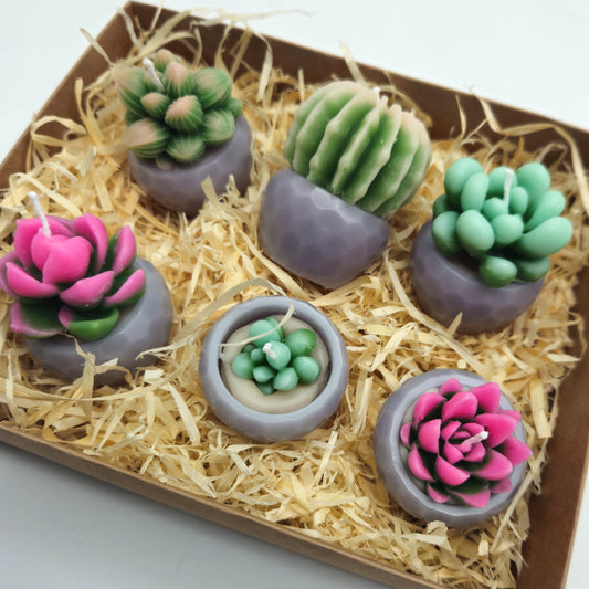 Evolve 6 Mini Succulent Candles - Grey Pots - Vanilla