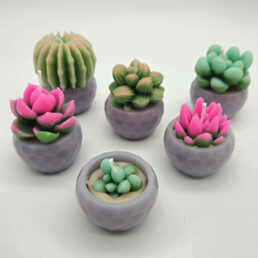 Evolve 6 Mini Succulent Candles - Grey Pots - Vanilla