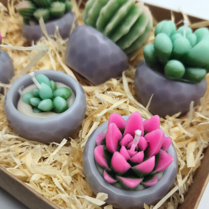 Evolve 6 Mini Succulent Candles - Grey Pots - Vanilla