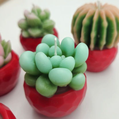Evolve 6 Mini Succulent Candles - Red Pots - Vanilla