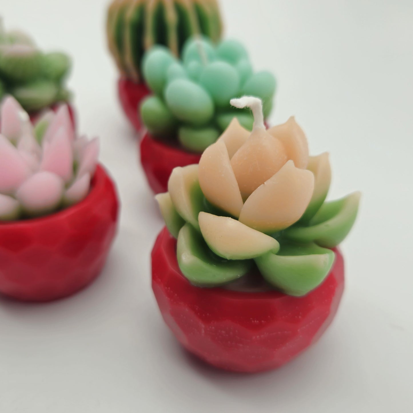 Evolve 6 Mini Succulent Candles - Red Pots - Vanilla