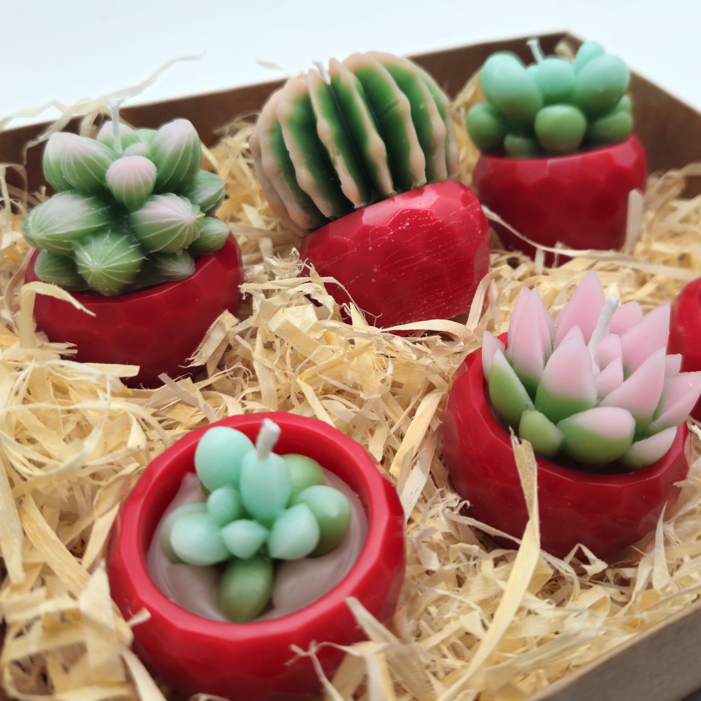 Evolve 6 Mini Succulent Candles - Red Pots - Vanilla