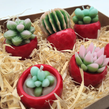 Evolve 6 Mini Succulent Candles - Red Pots - Vanilla