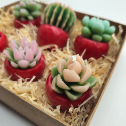 Evolve 6 Mini Succulent Candles - Red Pots - Vanilla
