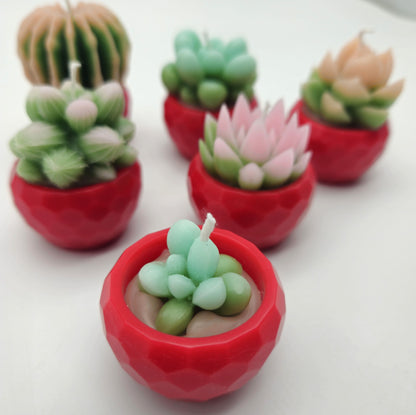 Evolve 6 Mini Succulent Candles - Red Pots - Vanilla
