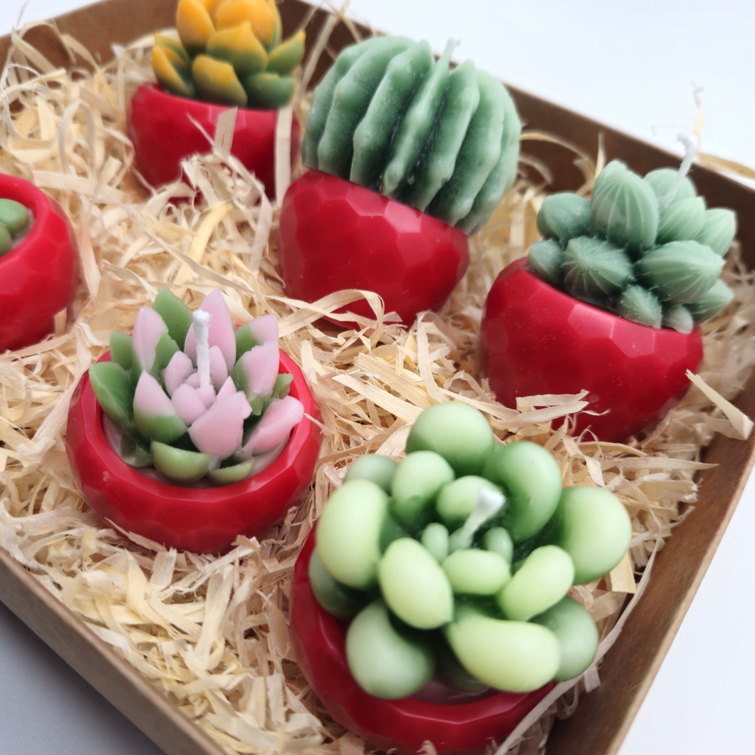 Evolve 6 Mini Succulent Candles - Red Pots - Lemon Grass